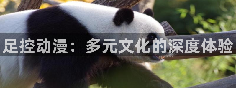 囧次元.：足控动漫：多元文化的深度体验